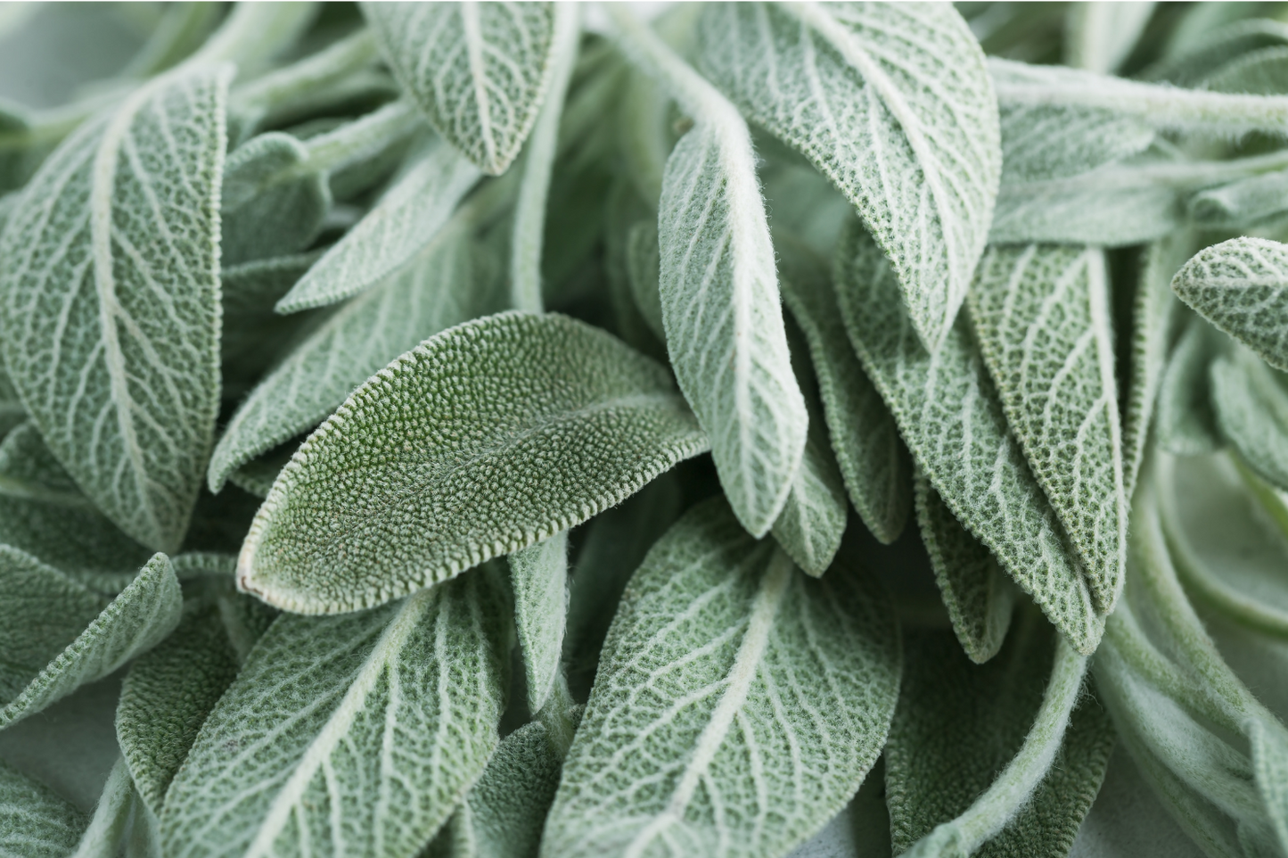 Sauge bio en poudre – Haute dose