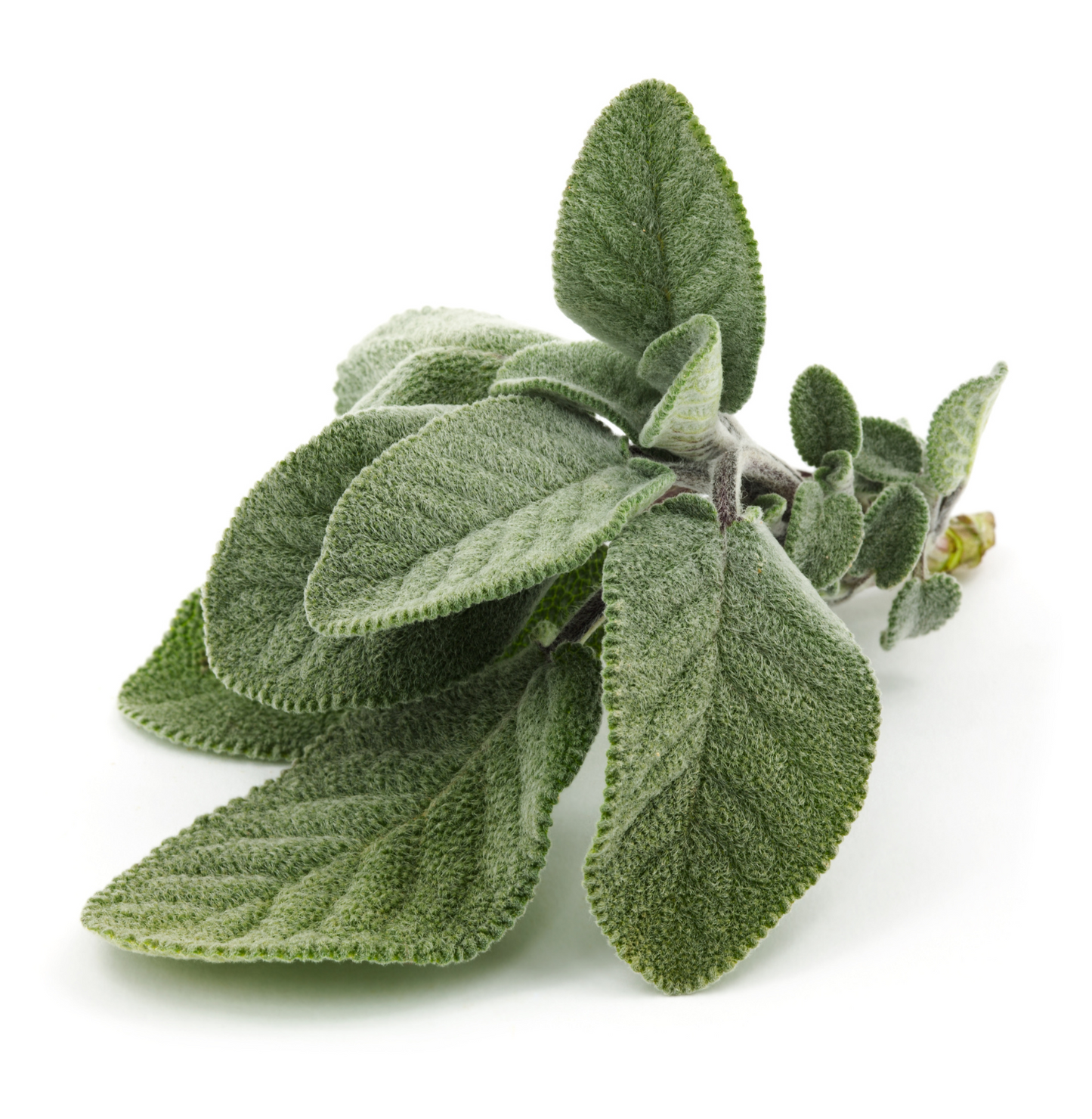 Sauge bio en poudre – Haute dose