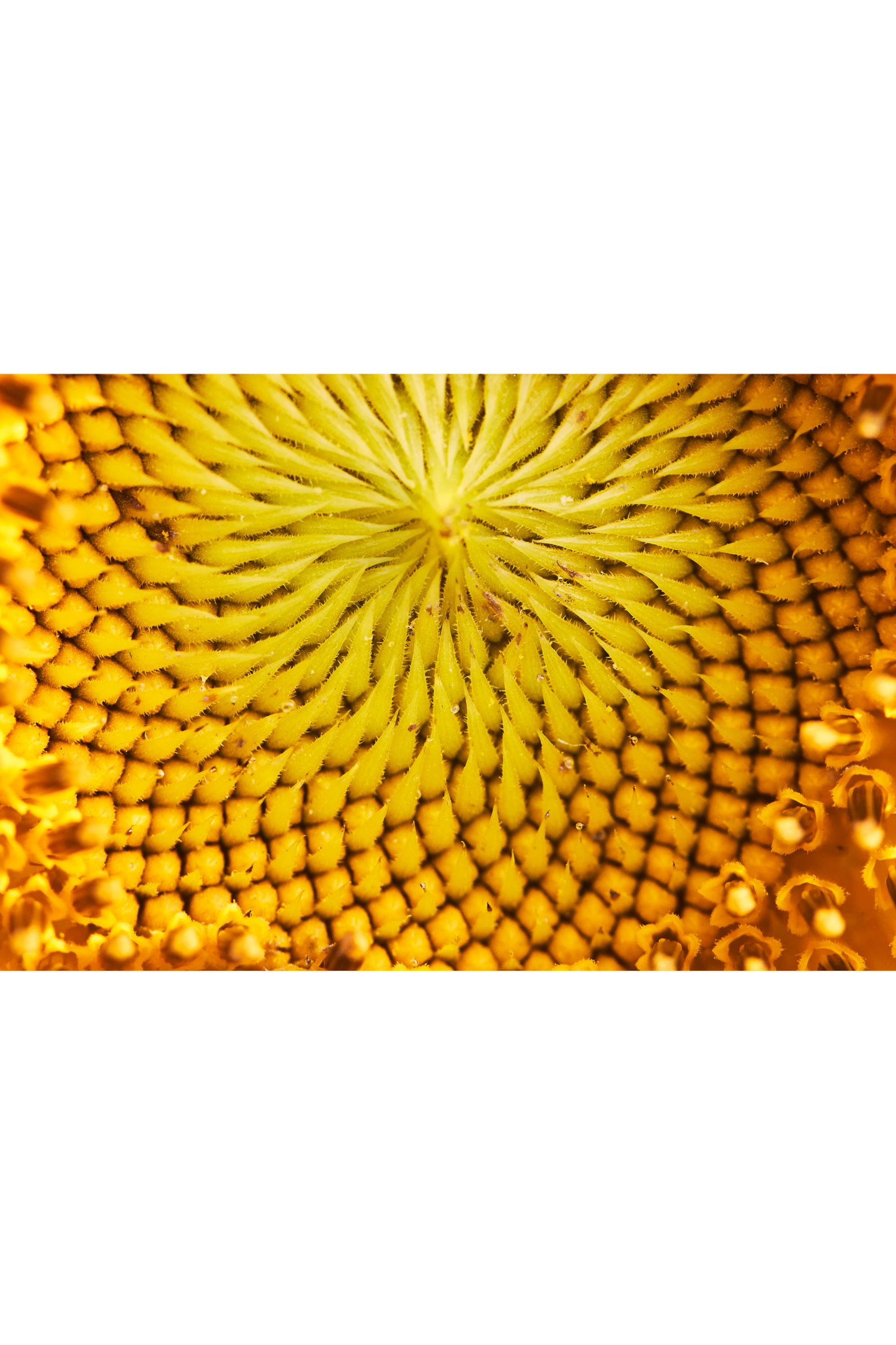 Pollen d'Abeille biologique - Haute dose
