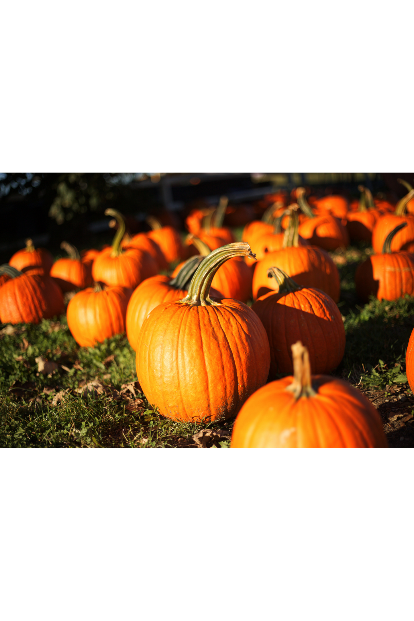 Citrouille bio en poudre – Haute dose 10:1