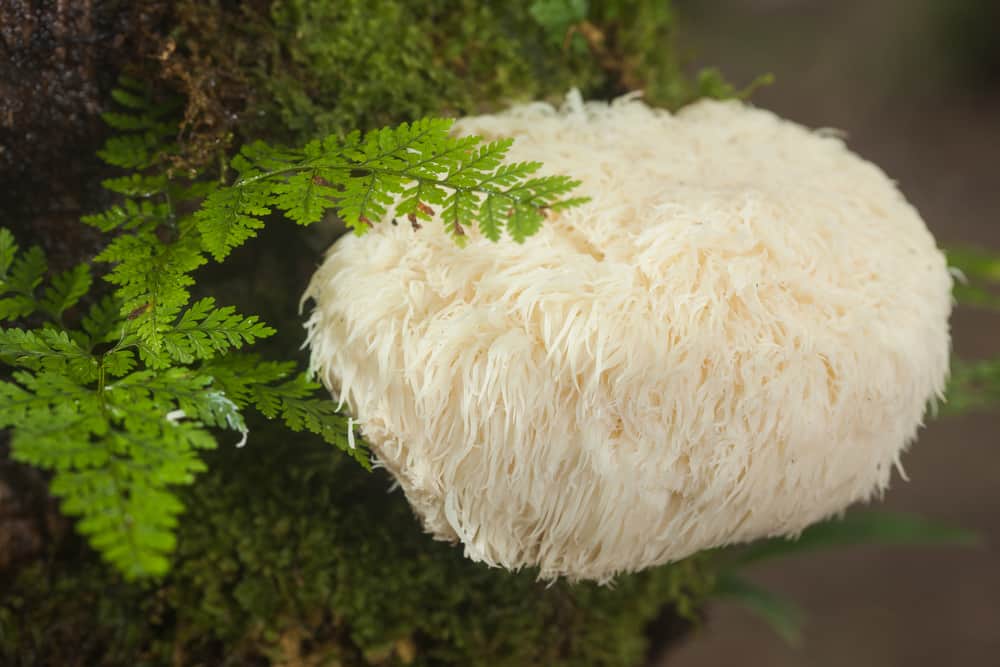 Champignon Crinière de lion bio en poudre aux nombreux bienfaits – vente en ligne - SECRETS D'EDEN
