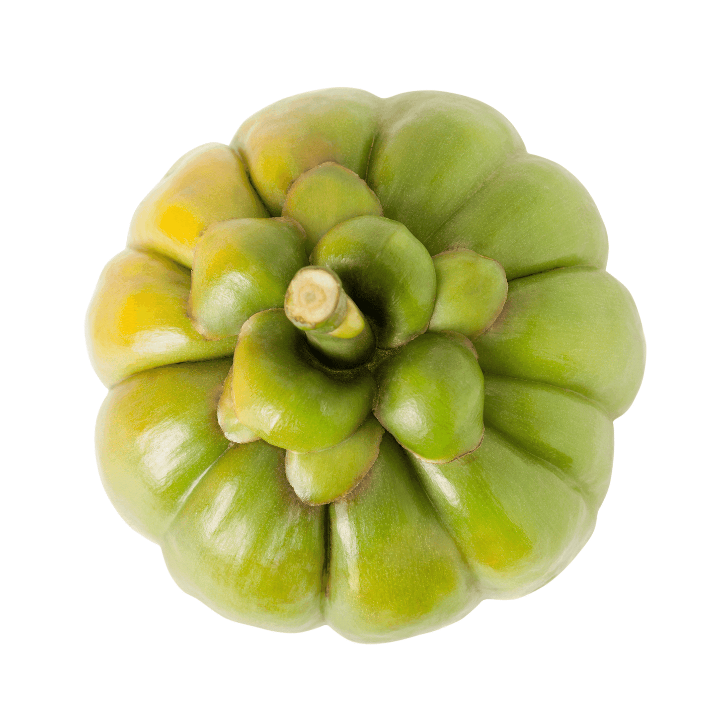 Garcinia bio en poudre – Haute dose 10:1