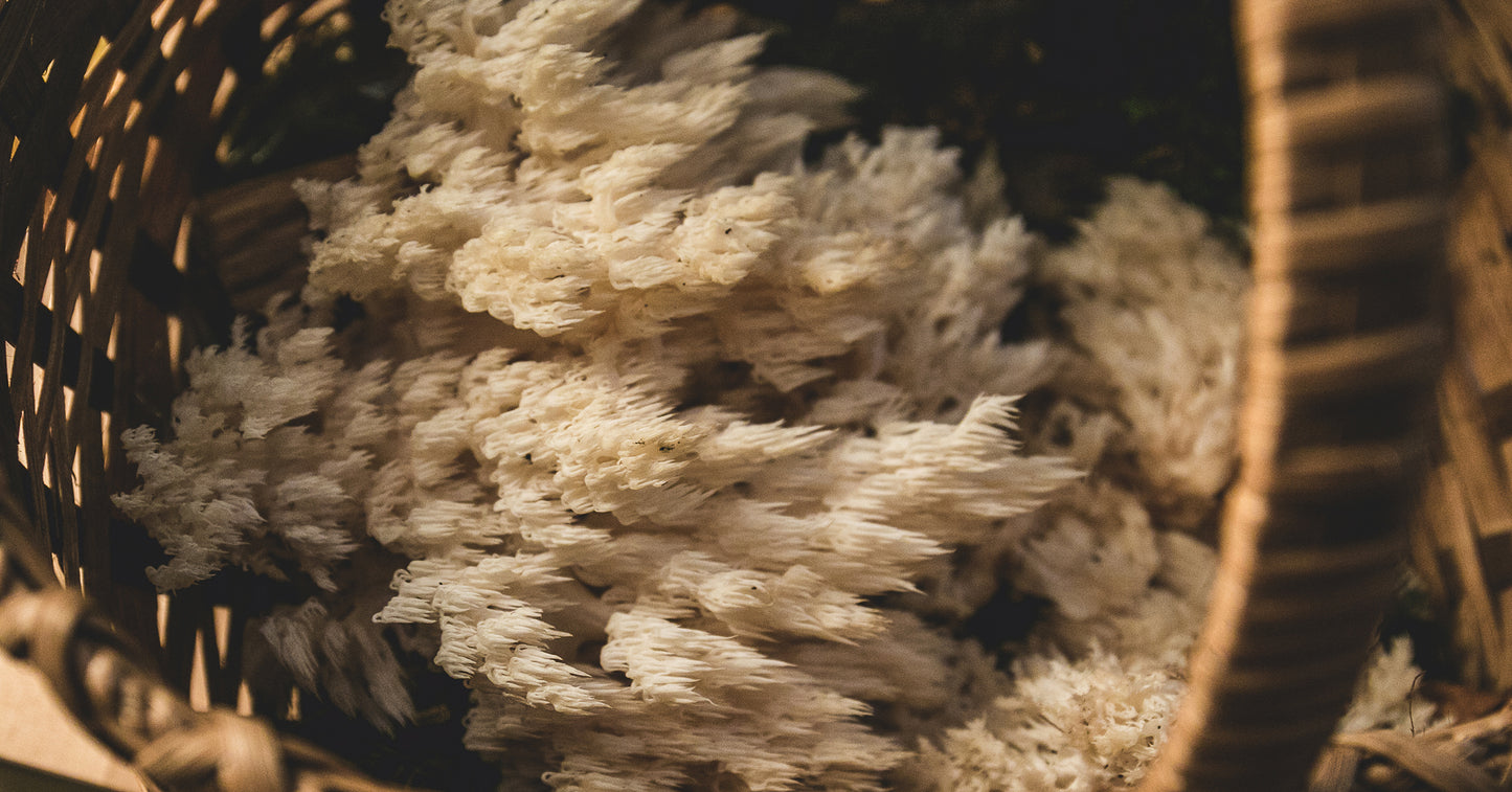 Champignon Crinière de lion bio en poudre aux nombreux bienfaits – vente en ligne - SECRETS D'EDEN