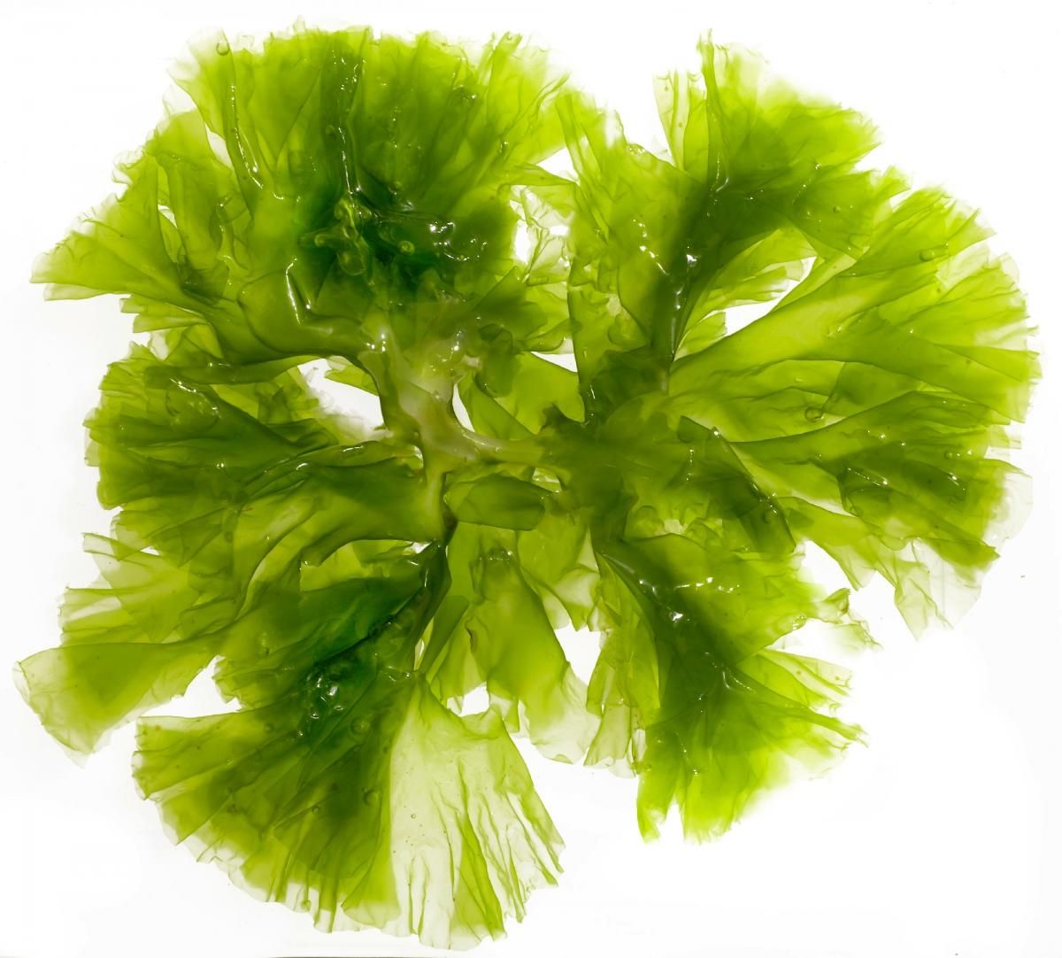 Chlorella algue bio en poudre aux nombreux bienfaits – vente en ligne - SECRETS D'EDEN