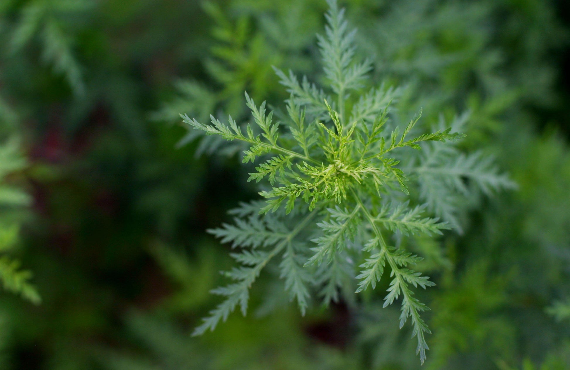 Artemisia annua (armoise annuelle) - extrait